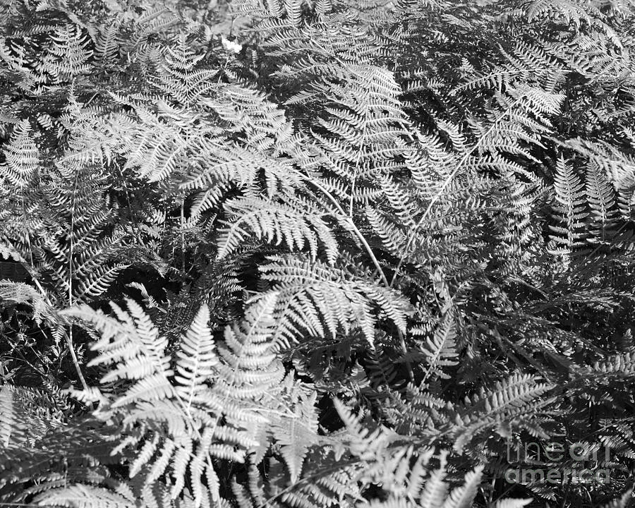 Forest Fern Photograph by Connie Fox