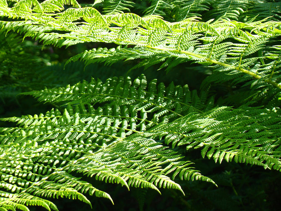 Forest Ferns Art Prints Green Fern Nature Photograph By Patti Baslee 