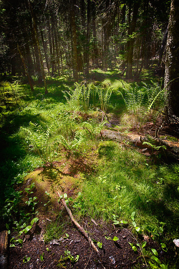Forest Ferns Photograph by John Haldane