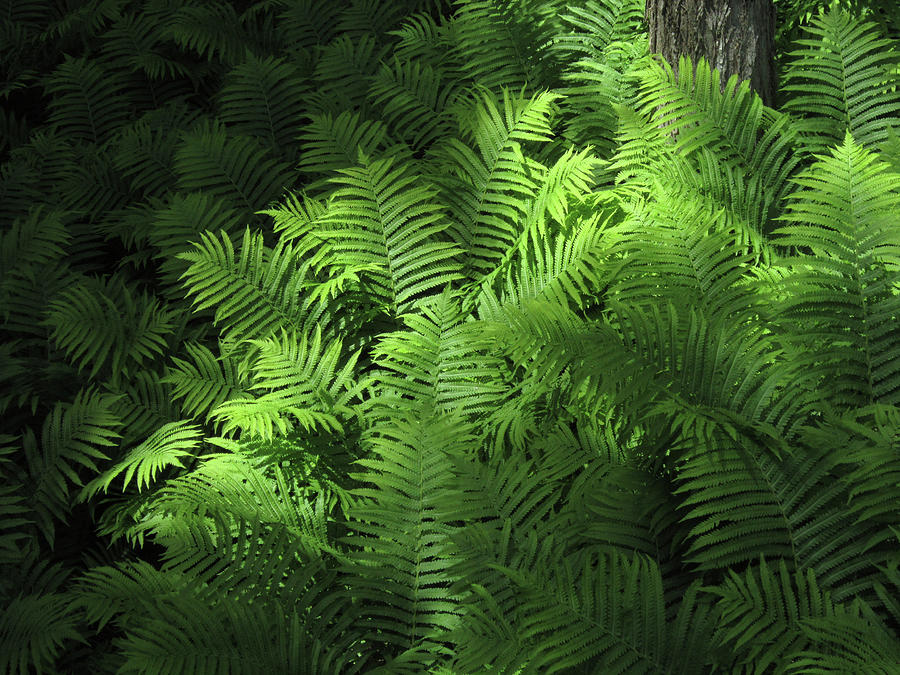 Forest Ferns Photograph by Mary Bedy