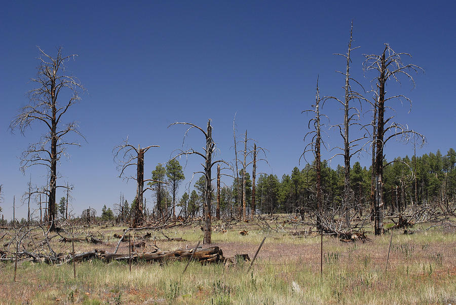 Forest Fire Aftermath In Az Desert Photograph By Charles Angelo - Fine 