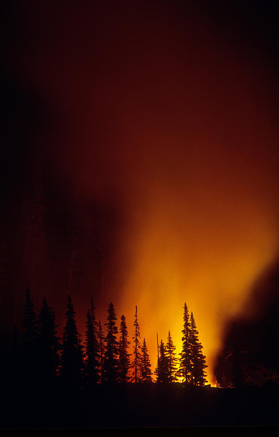 Forest Fire At Night Photograph by Thomas And Pat Leeson