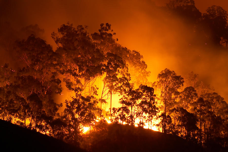 Forest fire Photograph by Byronsdad