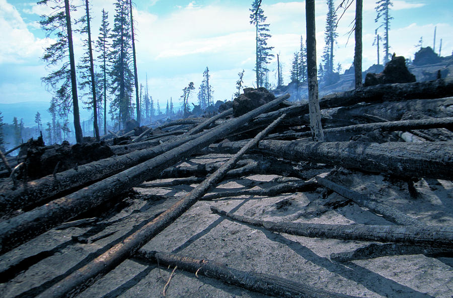 Tree Photograph - Forest Fire Damage by Kari Greer/science Photo Library
