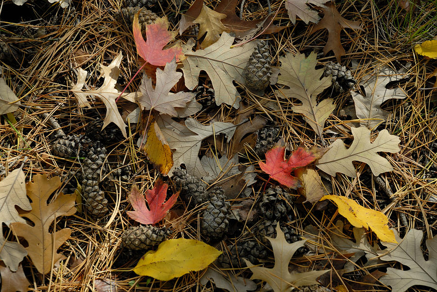 Forest Floor Photograph by David Drew