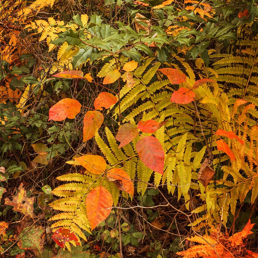 Forest Floor Fall 2013 Photograph by Frank Winters