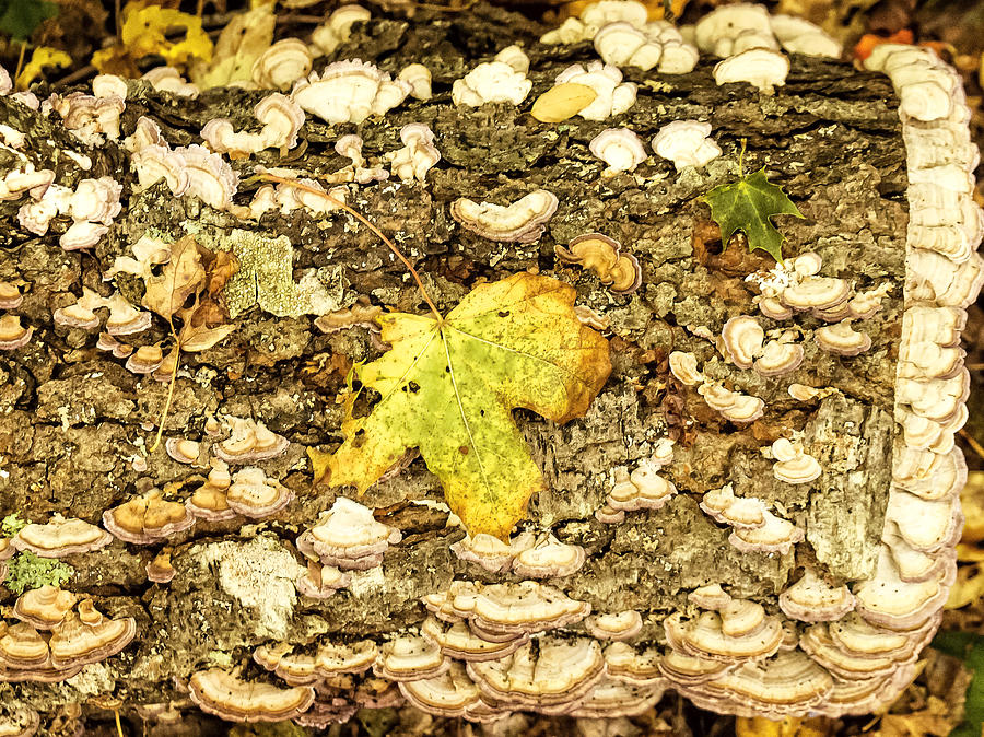 Forest Floor Photograph by Frank Winters
