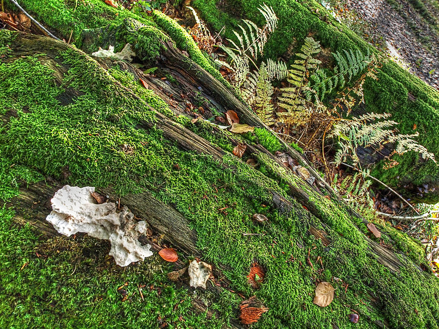 Forest Floor Fungi and Moss Photograph by Gill Billington