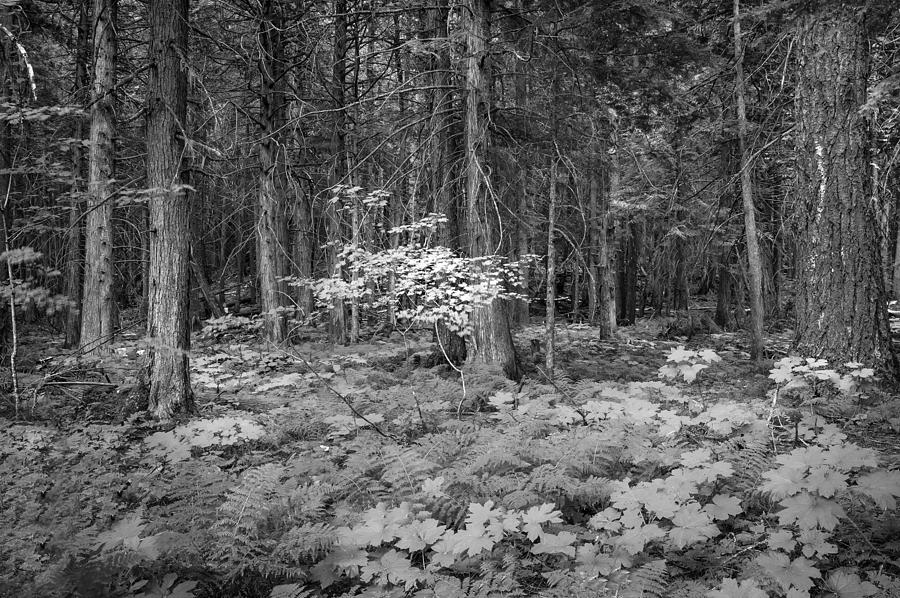 Forest Floor Glacier National Park BW Photograph by Rich Franco