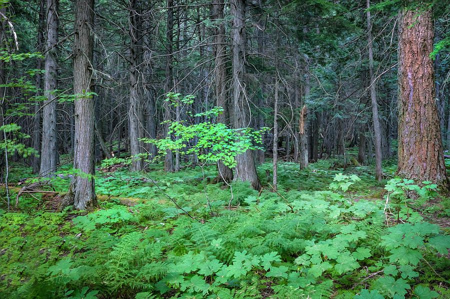 Forest Floor Glacier National Park Painted Photograph by Rich Franco