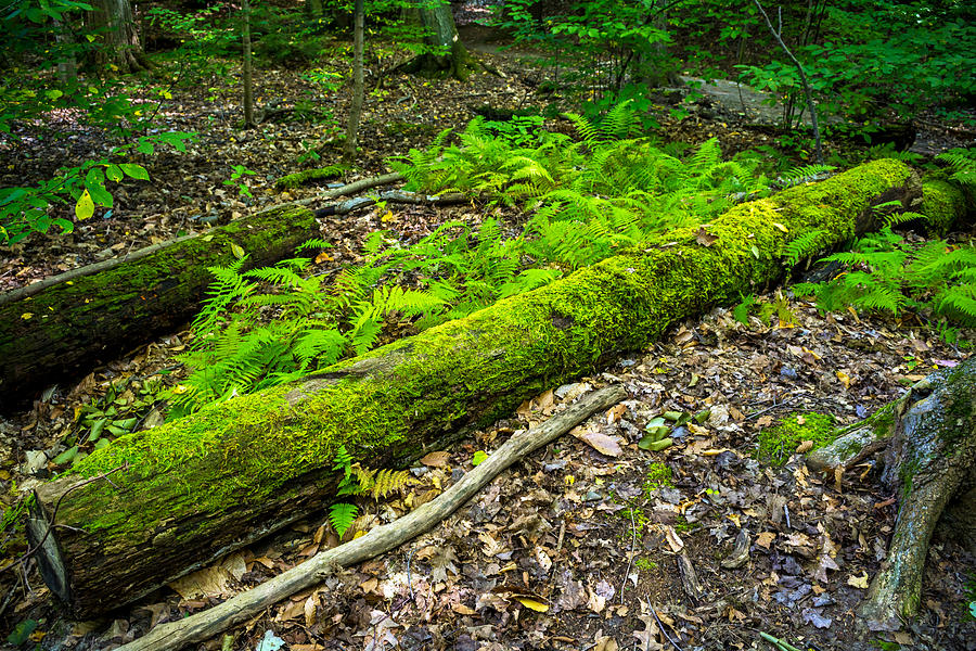 Forest Floor Gosnell Big Woods Photograph by Tim Buisman