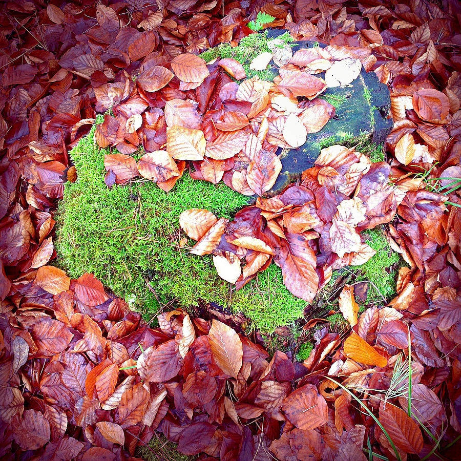 Fall Photograph - Forest floor in fall brown foliage green moss  by Matthias Hauser