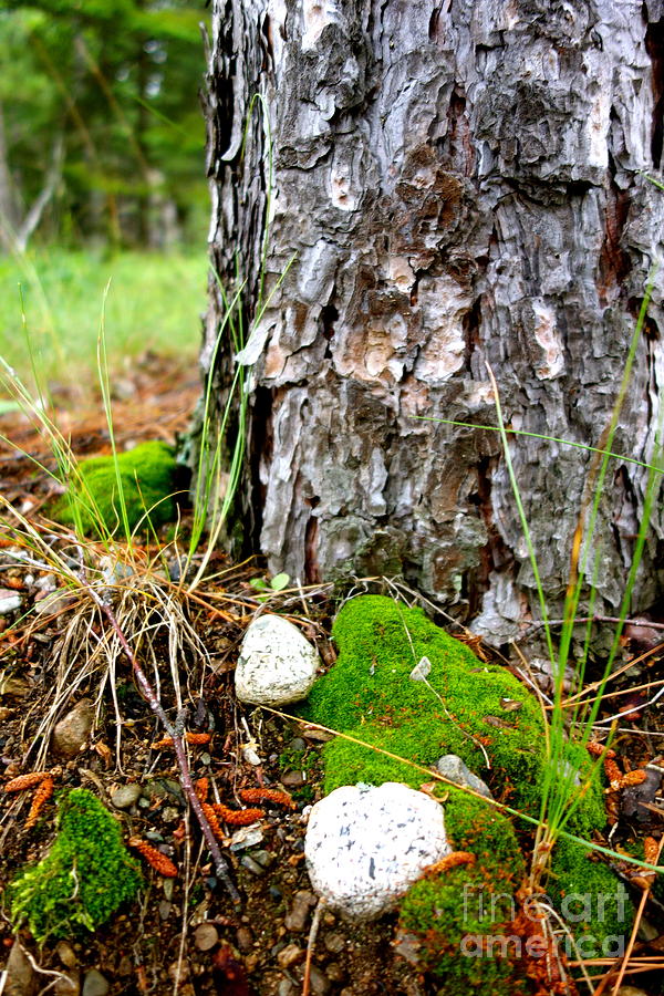 Tree Photograph - Forest Floor by Jacqueline Athmann