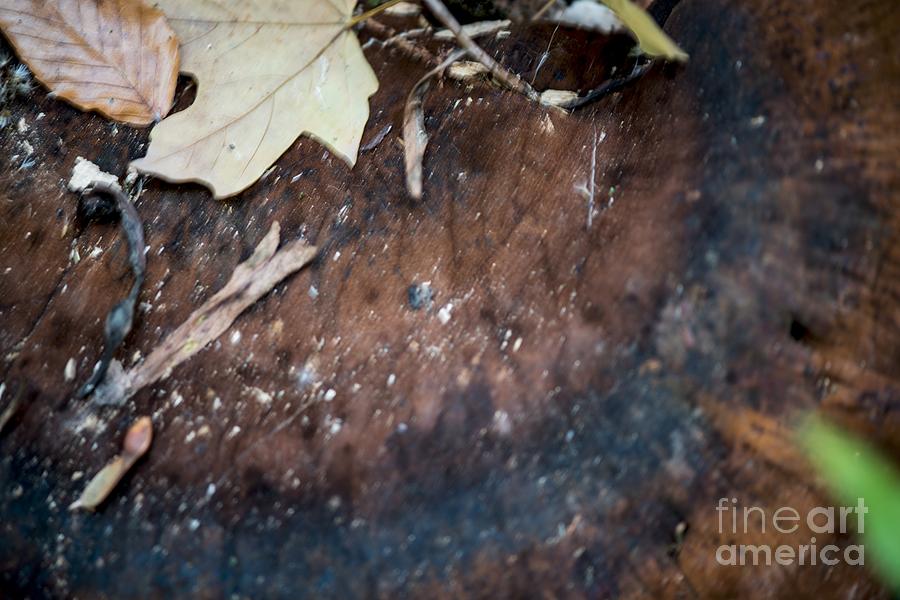 Forest Floor Photograph by Joseph Yarbrough