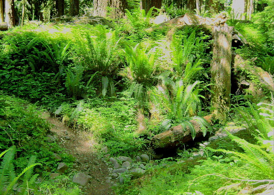 Forest Floor Photograph by Kathy Bassett - Fine Art America