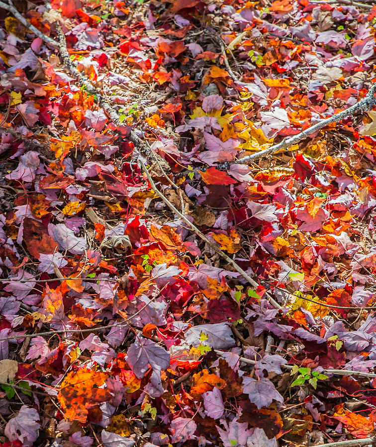 Fall Colored Leaves Photograph by Vance Bell