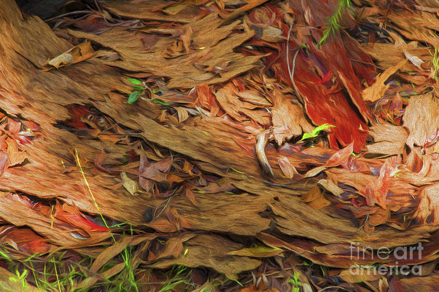Forest floor Photograph by Sheila Smart Fine Art Photography