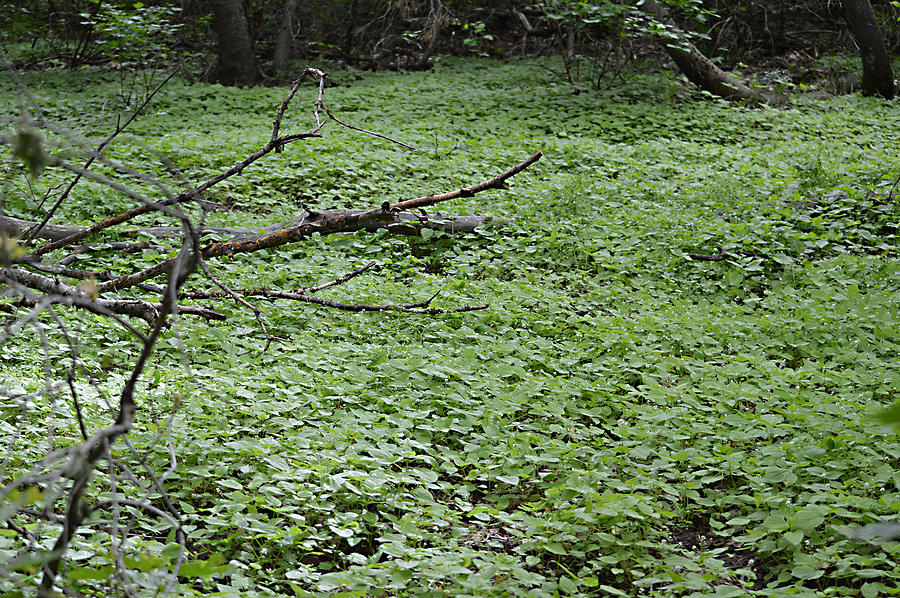 Forest Floor Photograph by Trevor Knowlton - Fine Art America