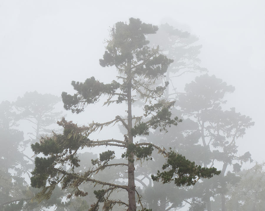 Forest Fog Photograph by Derek Dean