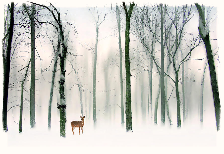 Forest Friend Photograph by Jessica Jenney