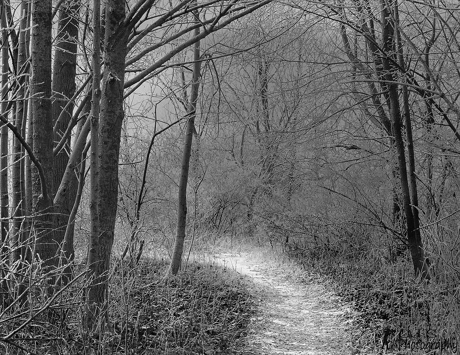 Forest Frost Photograph By Chris Dzierzewski - Fine Art America