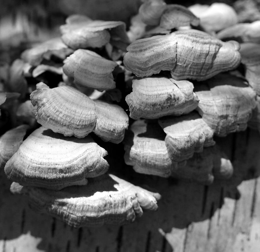 Forest Fungi BW Photograph by Mary Bedy
