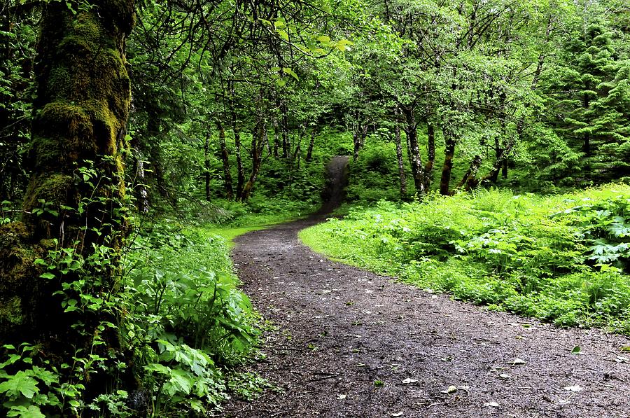 forest-glade-photograph-by-cathy-mahnke-fine-art-america