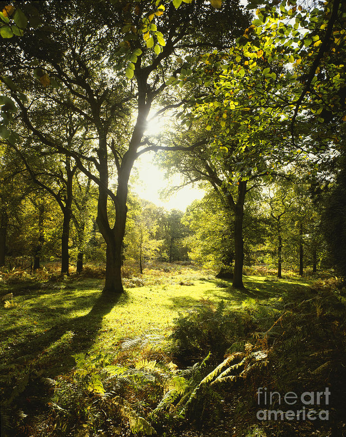 forest-glade-photograph-by-paul-felix-pixels