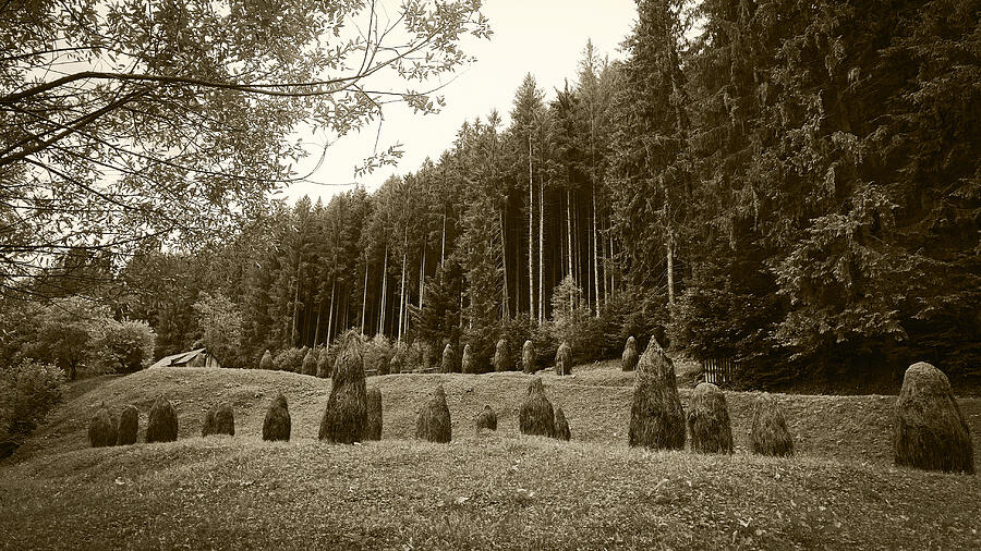 Forest Glade With Hayracks Photograph by Vlad Baciu
