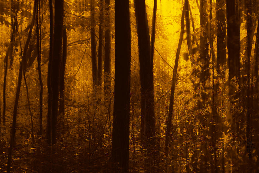Forest Glow Photograph by Jim Vance