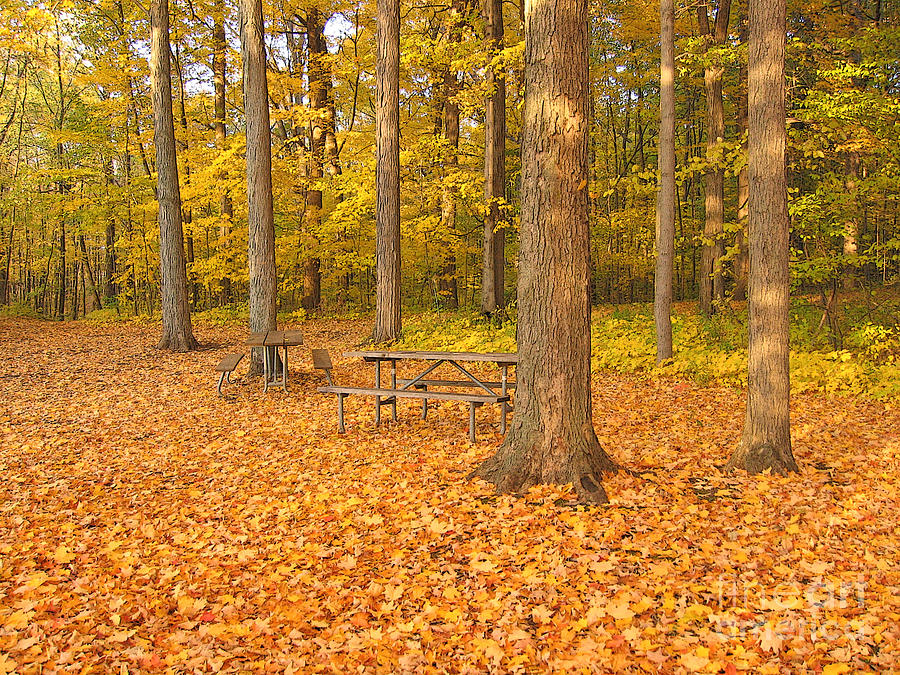 Fall Photograph - Forest Gold by Ann Horn
