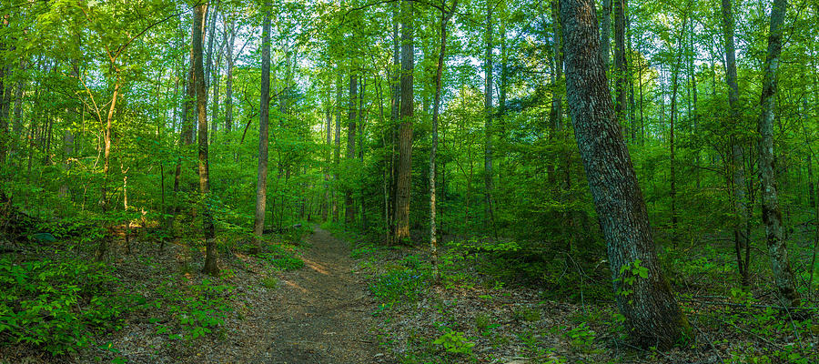 Forest, Great Smoky Mountains National Photograph by Panoramic Images