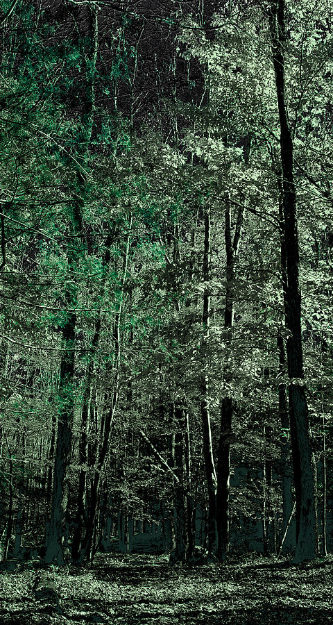 Forest Green Photograph by David Patterson