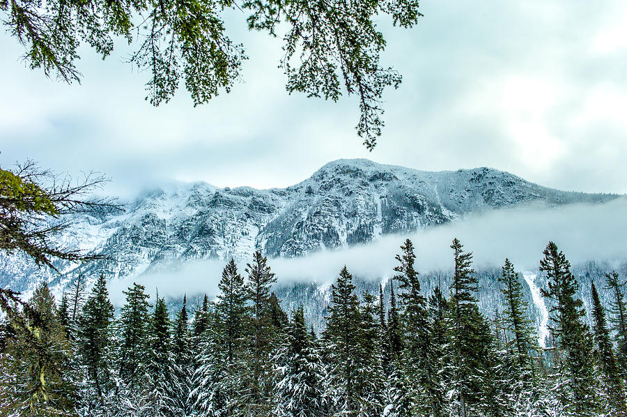 Forest Guardian Photograph by Aaron Aldrich