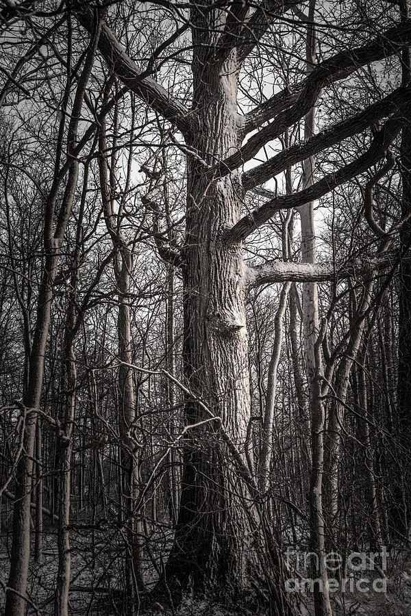 Forest Guardian Photograph by Michael Arend