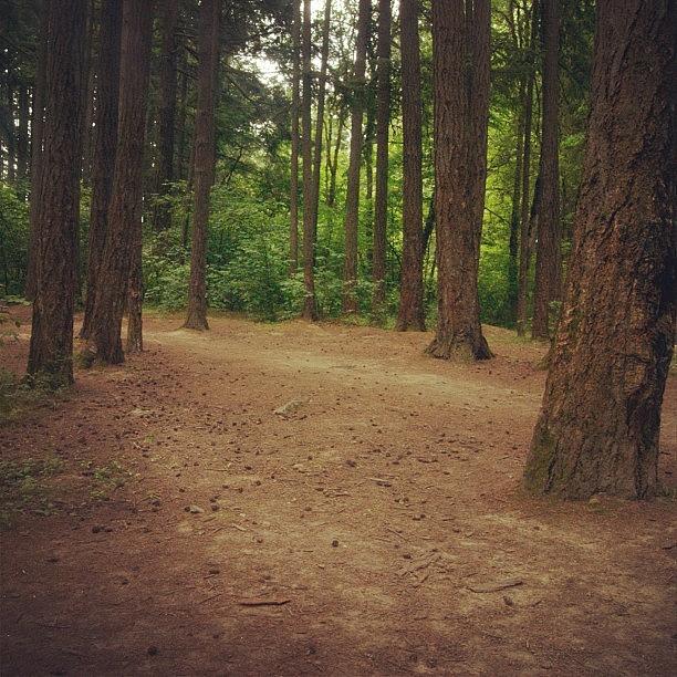 Nature Photograph - #forest #hiking #woodland #woods #trees by Karen Clarke