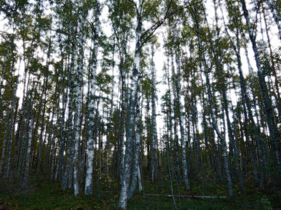 Forest II Photograph by Jouko Lehto