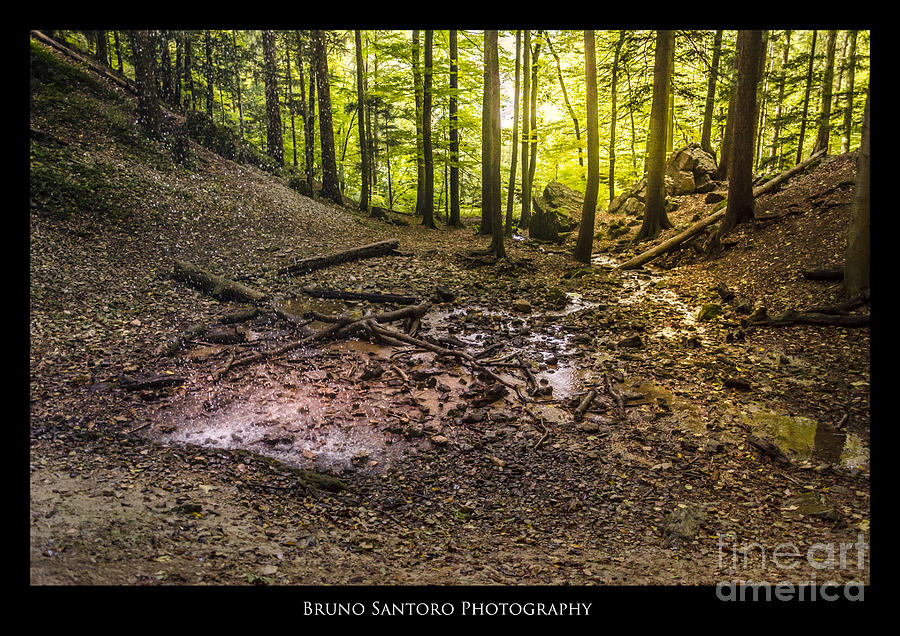 Forest impression Photograph by Bruno Santoro