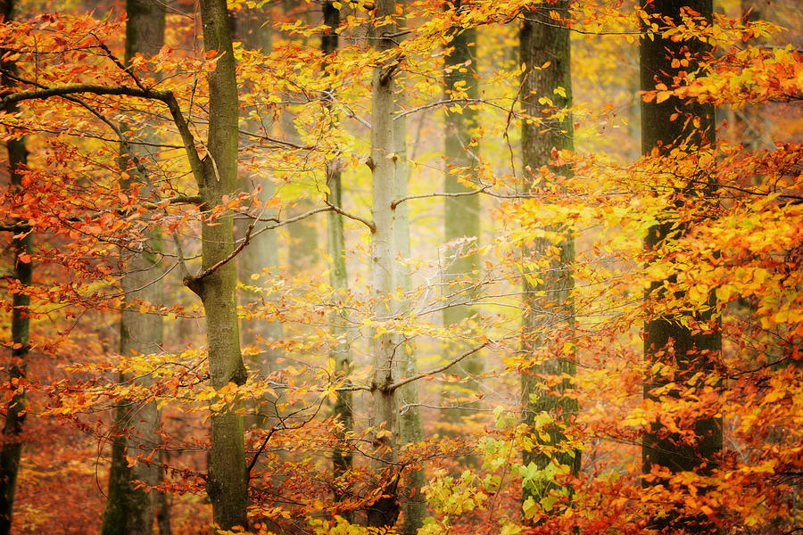 Forest In Autumn By Philippe Sainte Laudy Photography