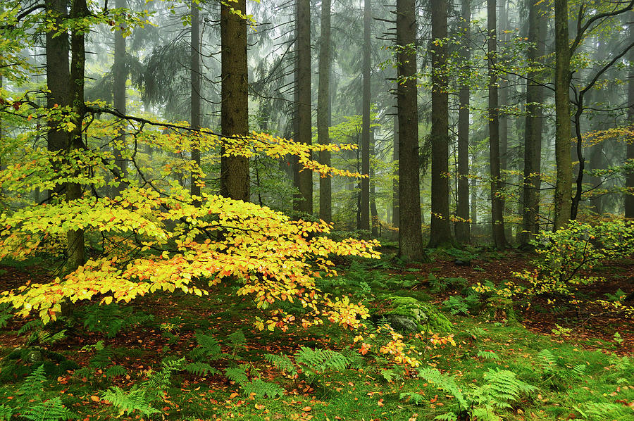 Forest In Fog Photograph by Jochen Schlenker