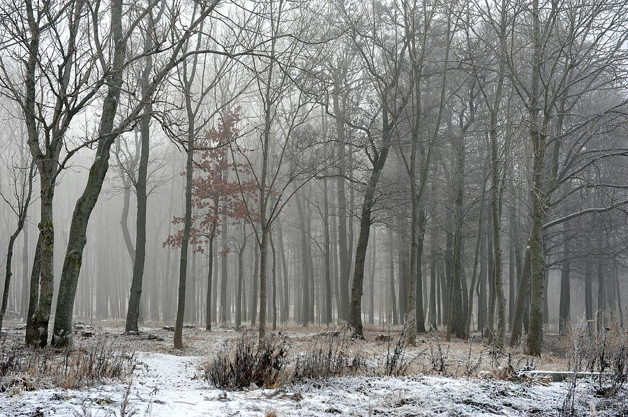 Forest in Fog Photograph by Randi Grace Nilsberg