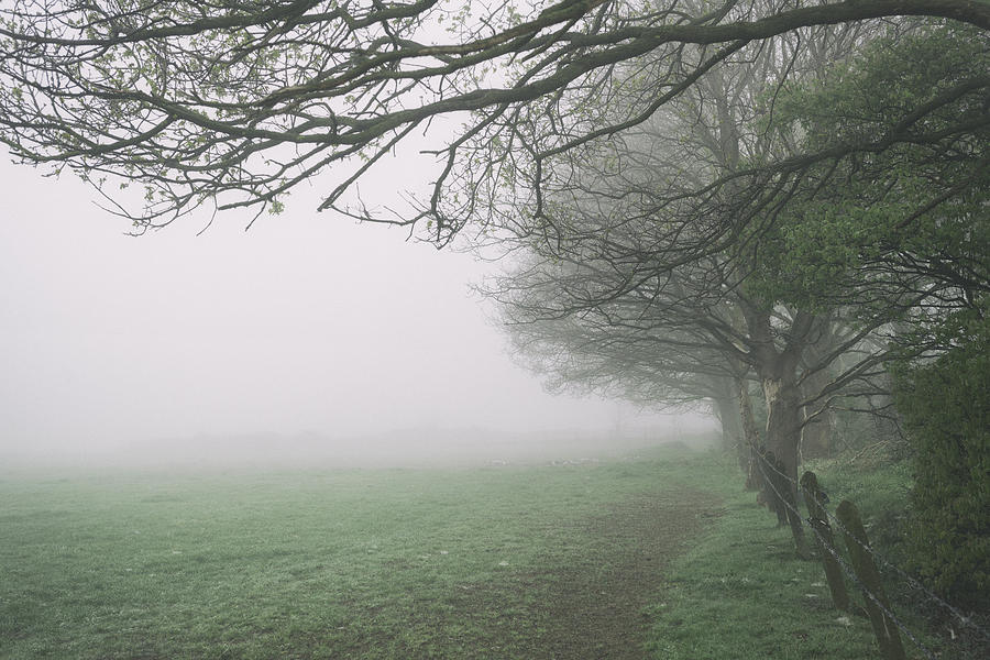 Forest In Fog Photograph