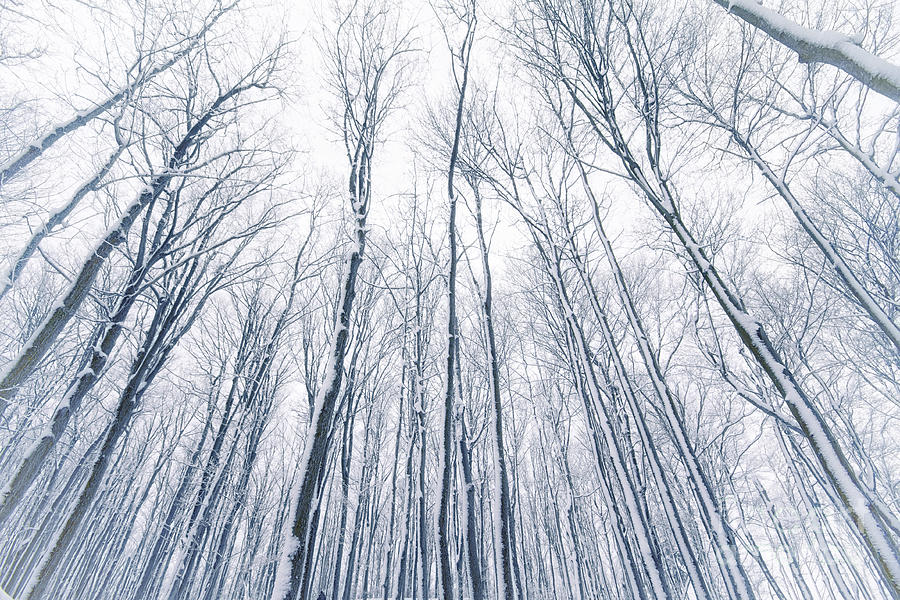 Forest in Snow Photograph by Charline Xia