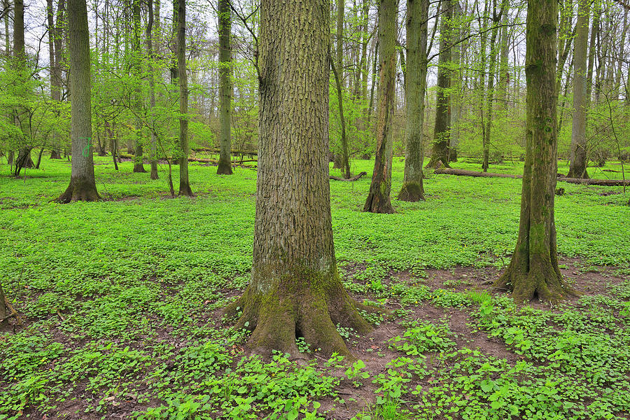 Forest In Spring Photograph by Raimund Linke