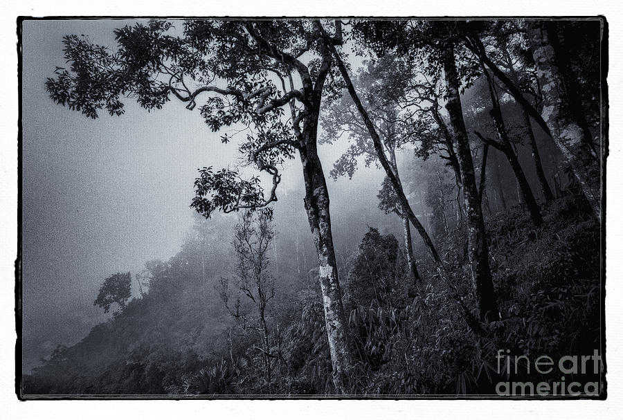 Black And White Photograph - Forest in the fog by Setsiri Silapasuwanchai