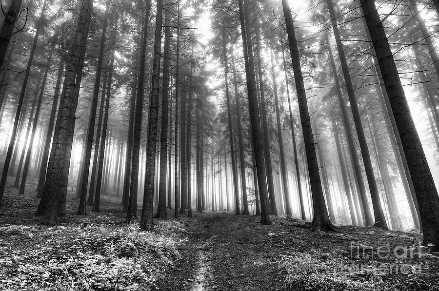 Forest in the Mist Photograph by Michal Boubin