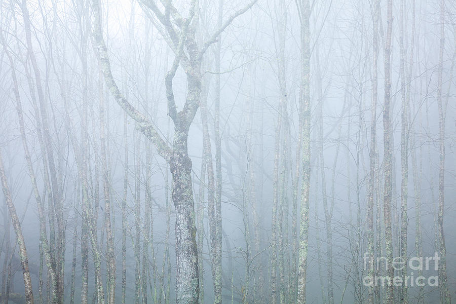 Forest in the Mist Photograph by Susan Cole Kelly
