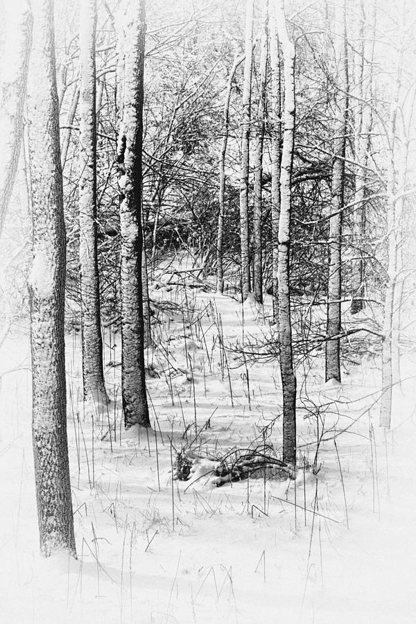 Forest in Winter Photograph by Tom Mc Nemar