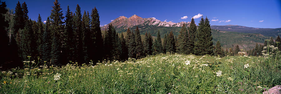 Nature Photograph - Forest, Kebler Pass, Crested Butte by Panoramic Images