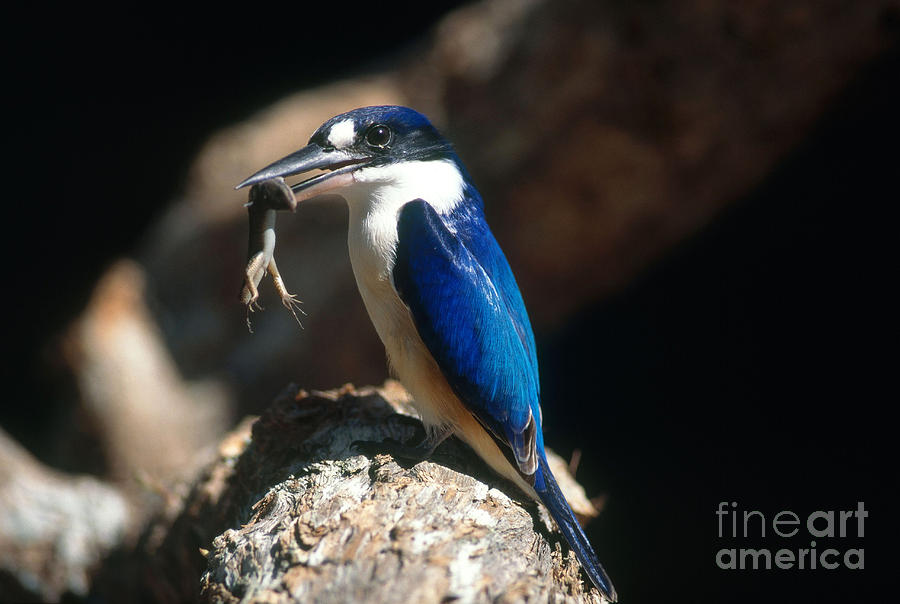 Kingfisher Photograph - Forest Kingfisher by Gregory G. Dimijian, M.D.